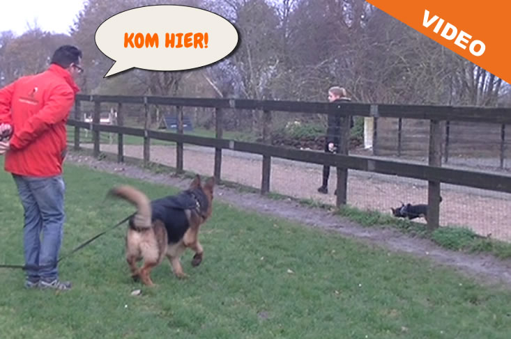 Hond leren komen op bevel