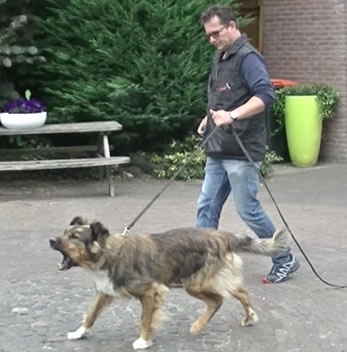 Hond leren wandelen zonder trekken