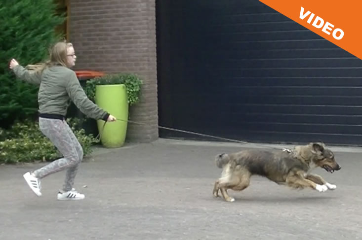 Hond trekt aan de riem Cesar