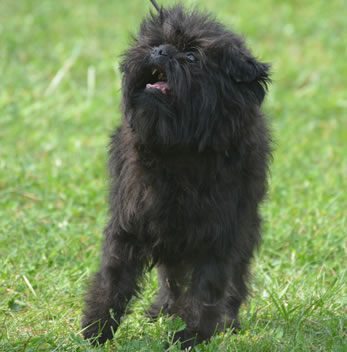 Affenpinscher Fokker