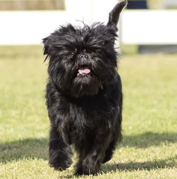 Affenpinscher Kennel