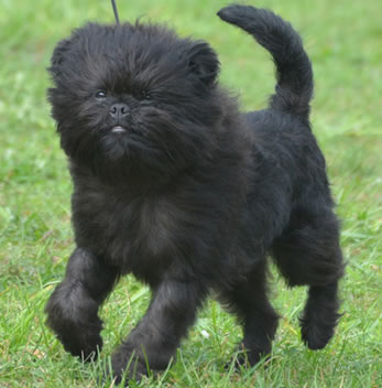 Affenpinscher pups te koop