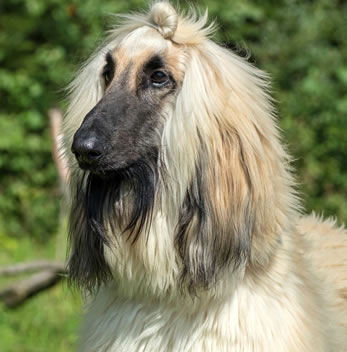 Afghaanse windhond herplaatsing