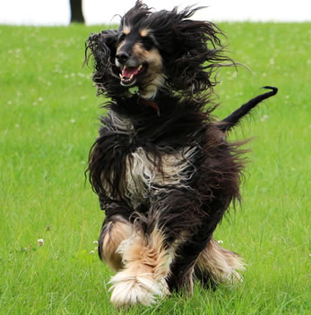 Afghaanse windhond pups