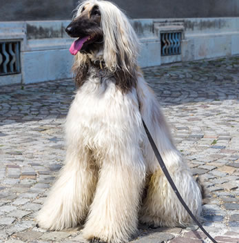 Afghaanse windhond te koop