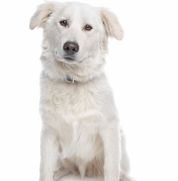 Aidi hond kopen