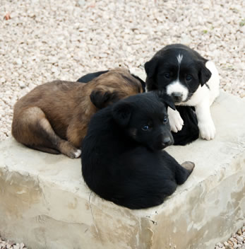 Aidi pup