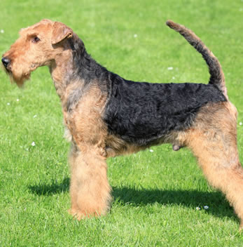 airedale terrier herplaatsing