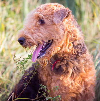 airedale terrier pups te koop