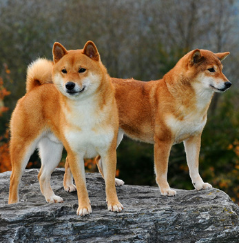 Akita Inu