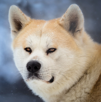 Akita Inu pups te koop