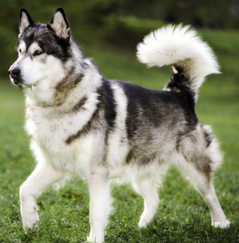 alaska malamute karakter