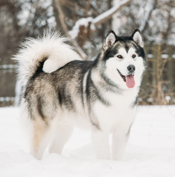 alaska malamute kopen