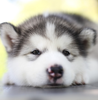 Alaska-Malamute pup