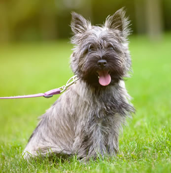Cairn terrier karakter
