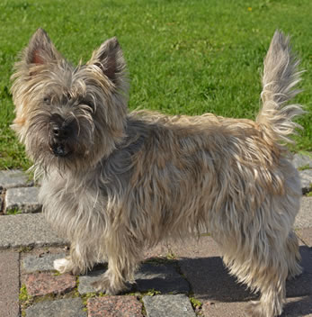 Cairn terrier kennel
