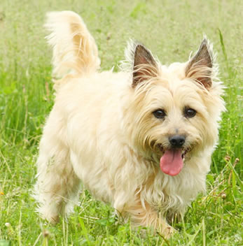 Cairn terrier verharen