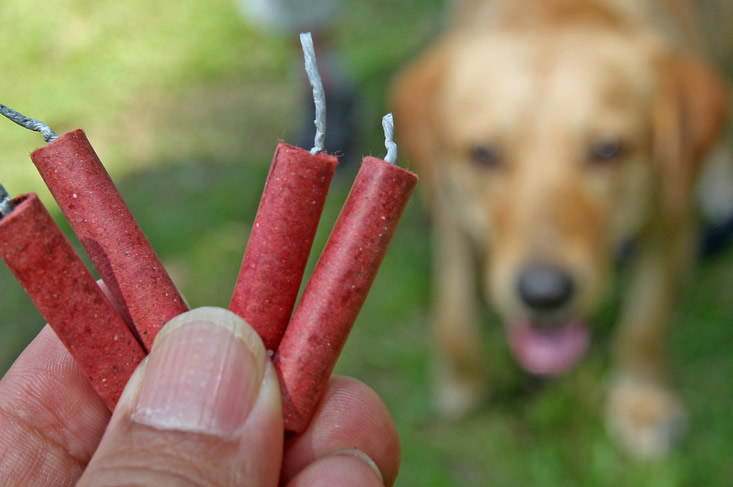 Honden en vuurwerk tips