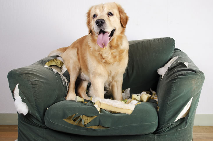 puberteit hond bestaat niet