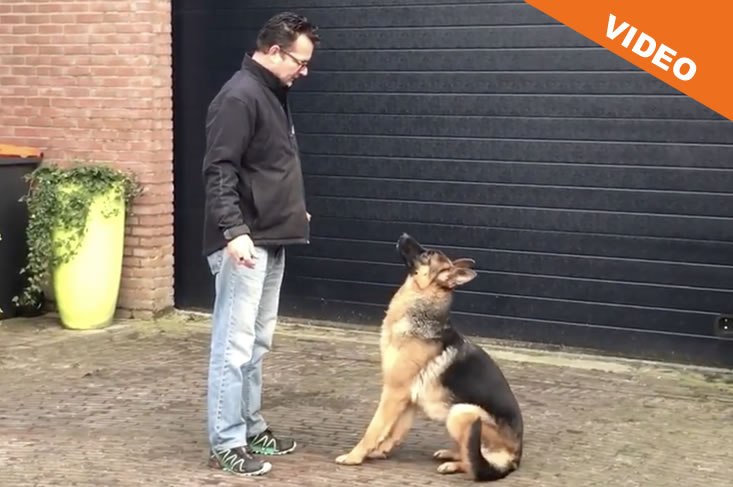 Beginnen met clickertraining
