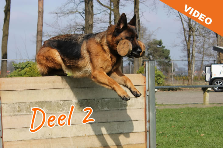 Hond apporteren aanleren