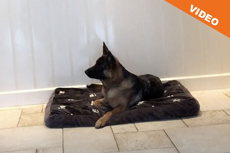 Hond commando plaats leren