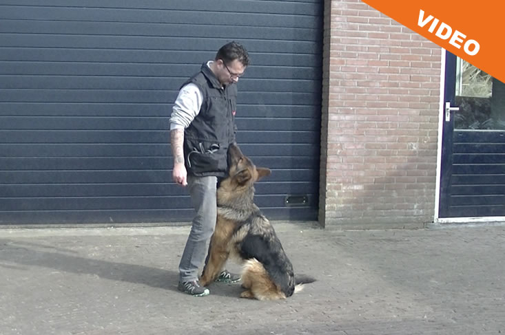 Hond de perfecte hier aanleren
