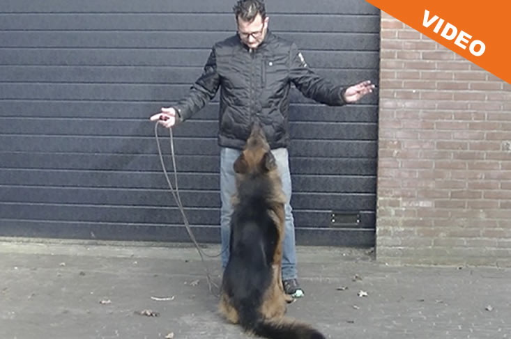 Hond heeft geen aandacht voor de baas