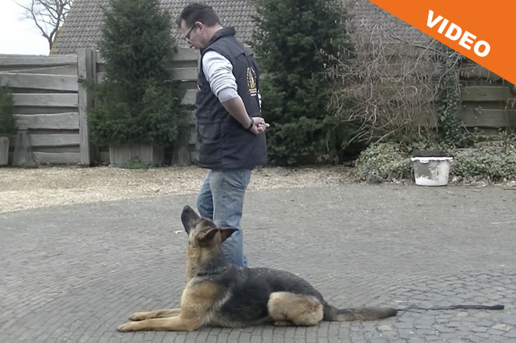 Hond leren liggen