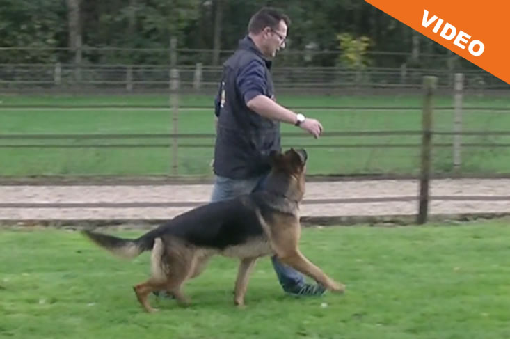 Hond leren volgen