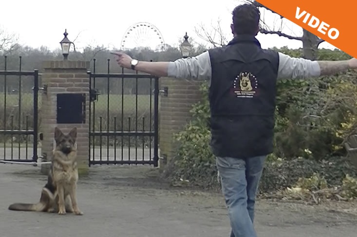 Hond leren zitten