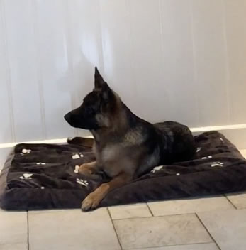 Hond plaats leren