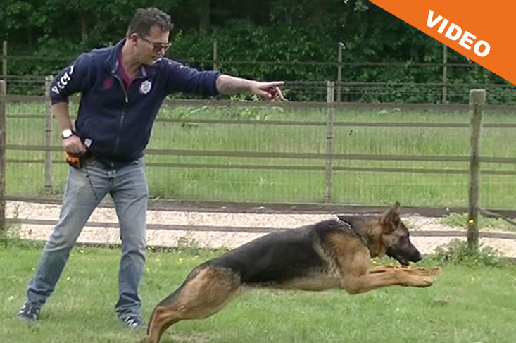Hond vooruitsturen aanleren