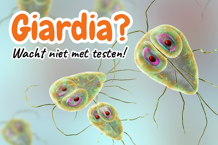 Giardia hond