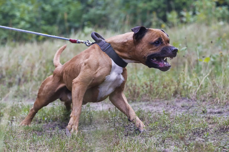 Nieuwe regeling agressieve honden