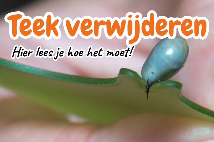 Teek verwijderen hond