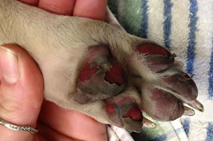 Voetzooltjes hond verbrand