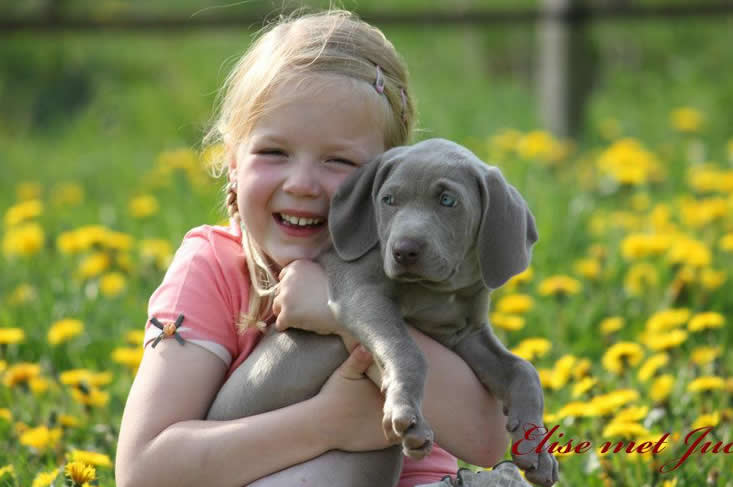 Betrouwbare puppy fokkers