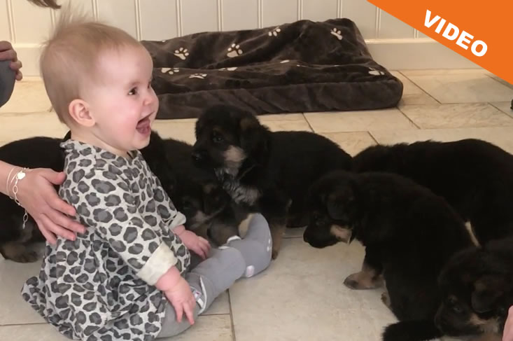 bevalling van een hond