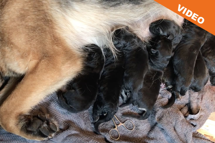 Nestje puppies fokken