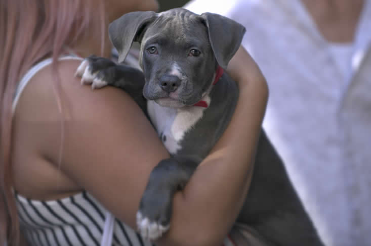 Puppy kopen
