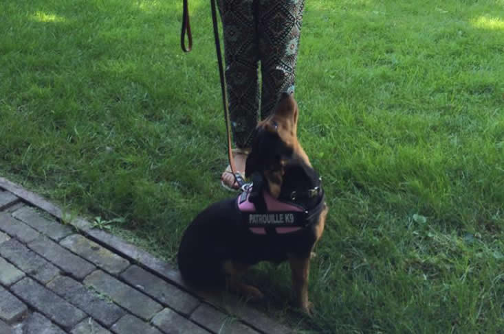 Puppy training puppy opvoeden