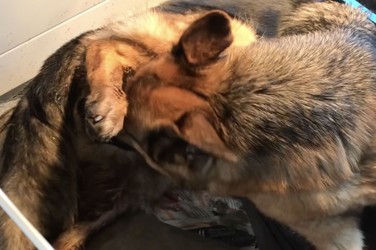 Symptomen naderende bevalling hond