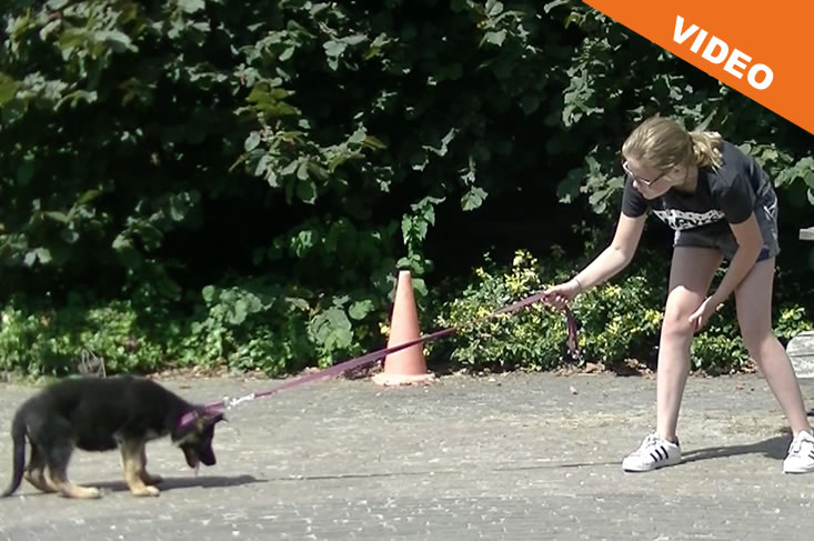 Puppy leren wandelen aan de lijn